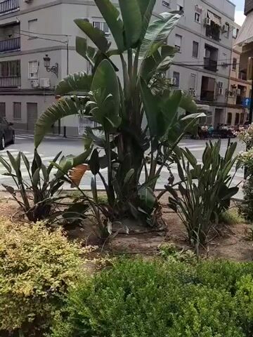 A video pans across an urban environment with lush green vegetation in the foreground. The camera moves from left to right, showing large, leafy tropical plants like Bird of Paradise. Behind the plants, there are multi-story buildings made of brick and concrete. In the first frame, a street with parked cars is visible. As the video progresses, the camera focuses on a red car parked on the street and then pans to reveal a pile of debris including mattresses, wooden barriers, and possibly trash bins. The scene appears to be a residential or commercial area with trees and bushes interspersed with the buildings.