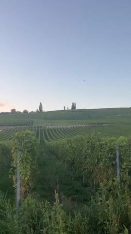 The video shows a panoramic view of a vineyard with rows of green grapevines on rolling hills under a clear sky. A bird is visible in flight against the sky. The camera pans to the right, revealing more of the expansive vineyard and the gentle slopes of the land. The foreground features lush green foliage, likely part of the vineyard's crops or surrounding vegetation. The overall scene evokes a serene and natural landscape, likely captured during daylight hours, possibly early morning or late afternoon due to the soft lighting.