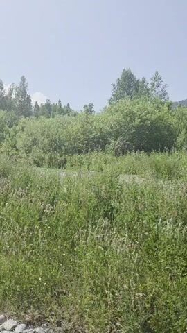 A vertical, handheld shot captures a lush, green field under a clear sky. Tall grasses and various plants fill the foreground, with some smaller, light-colored flowers interspersed. The field slopes gently upwards, leading to a dense cluster of trees and bushes in the mid-ground. These trees are a vibrant green, with thick foliage. In the background, a hazy, lighter green shape suggests a distant hill or mountain range. The lighting indicates it is daytime, with the sun likely high in the sky, casting soft shadows. The overall impression is one of natural, untamed vegetation in an outdoor setting.