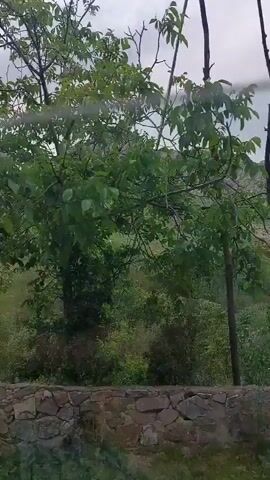 The video shows a view of a grassy hill or small mountain through the trees. The mountain is in the distance and the trees are in the foreground. The sky is overcast.  The camera appears to be moving slightly. A stone wall can be seen at the very bottom of the frame in the initial shot.
