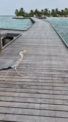 Gray heron takes flight from wooden pier in Maldives