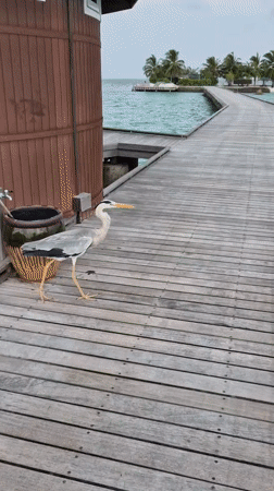 Gray heron takes flight from wooden pier in Maldives