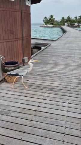 A gray heron is walking along a wooden walkway. The heron approaches the edge of the walkway. The heron then jumps and flies toward a small island in the distance. The walkway is over clear blue water. The small island is lined with palm trees. The sky is cloudy.