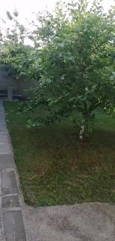 A video shows a person walking through a grassy backyard. The backyard has a paved walkway, a tree, and a fence. The sun is shining, and the sky is blue.