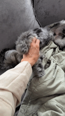 Lazy afternoon with a fluffy Merle Yorkie in Chaikovsky