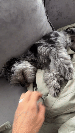 Lazy afternoon with a fluffy Merle Yorkie in Chaikovsky