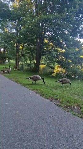A paved path curves through a grassy park area with numerous trees. Several Canadian geese are scattered across the grass and near the path, some grazing and others standing. In the background, a person is visible standing on the path, seemingly interacting with the geese. A body of water, likely a pond or lake, is situated to the right of the path, bordered by more trees. The scene appears to be outdoors, possibly during daylight hours, with sunlight filtering through the leaves of the trees.