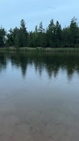 This media file captures a serene view of a tranquil body of water, likely a lake or pond, on a cloudy day. The foreground reveals the sandy bottom of the shallow water, with the clear water allowing visibility of the substrate beneath. The middle ground is dominated by the surface of the water, reflecting the overcast sky and the dense line of trees that form the backdrop. Raindrops are visibly hitting the water's surface, creating small ripples that gently disturb the otherwise still reflection.

The background features a thick forest composed primarily of evergreen trees, interspersed with some deciduous trees. The foliage is lush and green, suggesting a temperate climate and likely summertime. A narrow strip of grassy vegetation separates the water from the forest. The sky is a uniform, muted gray, indicating overcast weather, possibly with light rain. The overall mood is one of peacefulness and solitude, enhanced by the gentle sound of the rain. There is no visible text in the media file. The time of day appears to be late afternoon or early evening, given the soft, diffused light. The location is identified as Pobeda, Russia.