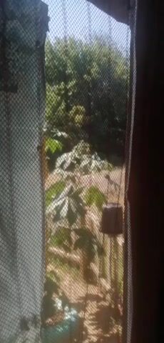 A short video taken from inside a room, looking out through a screened window at a sunlit outdoor scene. The screen is a black mesh with small, diamond-shaped openings. To the left and right of the screen, dark brown curtains or fabric are visible. Through the screen, a dense green canopy of trees forms the background, with a bright sky above. In the mid-ground, there are several large-leafed plants, some appearing to be cassava plants with their distinctive palmate leaves. The ground is a light brown, dry-looking soil, with some scattered vegetation. Hanging from a thin wire or string in the mid-ground is a small, dark object, possibly a pot or container. The overall impression is a view of a lush, somewhat wild garden or yard bathed in natural light.