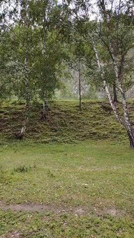 The video shows a natural landscape with birch trees and a grassy hillside. The camera pans slowly across the scene. The grass in the foreground is green and appears to be well-maintained. The hillside behind it is covered in a dense, green moss-like growth, with several birch trees scattered across its surface. In the background, a rocky incline is visible through the trees, suggesting a mountainous or hilly terrain. The sky is overcast, creating a soft, diffused light that casts no harsh shadows. The overall impression is one of a tranquil, natural environment.