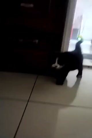A black and white kitten walks on a tiled floor. The kitten is mostly black with white markings on its face and paws. It walks towards the camera, appearing to be in a hallway or room with a doorway in the background. The doorway leads to an area with some stacked boxes. The lighting is dim.