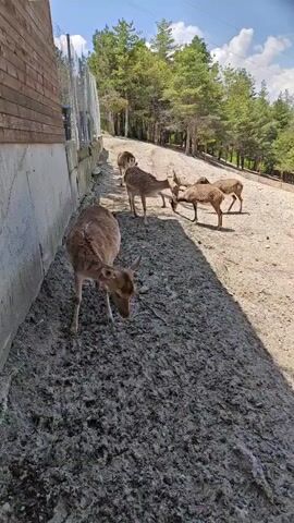A group of deer is captured in an outdoor enclosure in Hadzhidimovo, Bulgaria, during what appears to be a sunny day. In the foreground, a light brown deer with subtle spots is seen with its head lowered, seemingly sniffing or grazing on the dark, damp-looking ground near a concrete wall. To the right and further back, several other deer, similar in appearance, are also present, some with their heads down, engaged in similar activity.

The setting includes a sturdy concrete wall on the left, topped with a wooden structure. Behind this wall, a wire fence is visible, enclosing the area. The ground where the deer stand is a mix of sandy dirt and darker, possibly moist, soil. In the background, a gently sloping landscape is covered with numerous green pine trees, suggesting a forested or natural habitat. The sky above is bright blue with scattered white clouds, indicating clear weather. The sunlight casts distinct shadows, confirming it is daytime. The overall impression is one of calm, with the deer at ease within their environment. There is no visible text in the image.