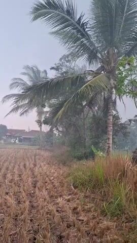 The video displays a dry rice field with stubble. Several palm trees are visible, with one prominently in the foreground. In the background, there are houses, and trees, with a misty or foggy atmosphere. The camera pans to the left, showing more of the field, houses, and trees. A small green plant with feathery leaves is in the foreground, and the camera focuses on it as it pans.