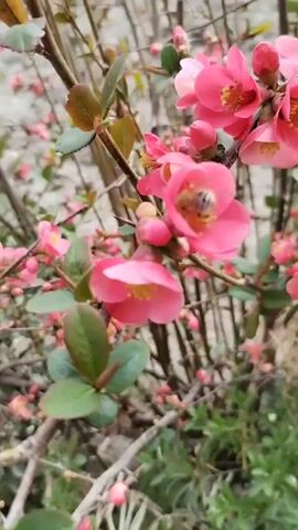 The video shows a close-up of a flowering quince bush. The pink flowers are in full bloom, and a bee is seen inside one of the flowers, presumably collecting nectar. The camera focuses on the flowers and the bee's activity. The background includes the bush's branches, leaves, and some other green plants.