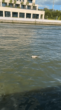 Seagull wrestles with a fresh catch in murky Minsk water