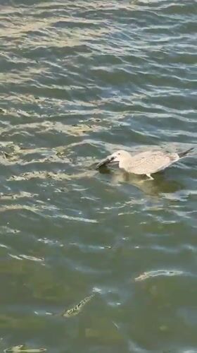 Seagull wrestles with a fresh catch in murky Minsk water