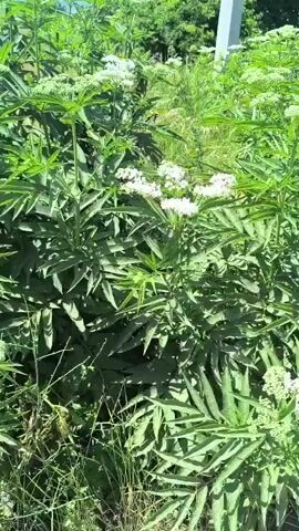 This is a video recording taken outdoors, likely during the daytime, with bright sunlight casting shadows. The focus is on a dense bush with green, serrated leaves and clusters of small, white flowers. The bush appears to be growing in a natural setting, possibly a field or a garden, with other greenery and vegetation visible in the background. The camera is positioned at a medium distance from the bush, offering a clear view of its structure and the delicate blossoms. There are no people or discernible objects in the immediate foreground or background, keeping the attention solely on the plant life. The overall impression is one of natural beauty and the peacefulness of a summer day in a rural or semi-rural environment, possibly Varnița, Moldova, as suggested by the location context. The bright sunlight and vibrant green suggest warm weather and a healthy, growing plant.