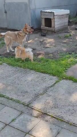 The video shows two dogs in an outdoor, likely backyard, area. One dog is larger and light brown, standing on a concrete path. The second dog is smaller, fluffy, and orange, positioned near the larger dog on the grass. A chain leash is visible attached to the larger dog. Behind the dogs, there is a grey metal building with a large door, a wooden doghouse, and some patchy grass and dirt. The foreground is dominated by more concrete paving stones. The larger dog appears to be looking towards the right side of the frame, while the smaller dog is facing the larger dog. The overall impression is a mundane outdoor scene with two dogs interacting in a yard.