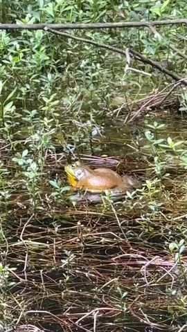 A close-up shot shows a brown frog with a vibrant yellow throat sitting in a shallow, murky pond. The frog is surrounded by green aquatic plants and some brown vegetation. The pond appears to be in a wooded area with dense foliage. Ambient sounds include people talking and the distinct croaking of the frog.