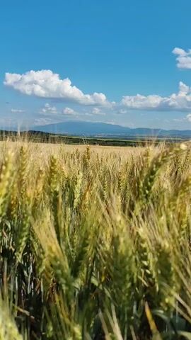 A camera pans across a field of wheat under a clear blue sky with scattered white clouds. In the distance, rolling hills and mountains are visible. The wheat stalks are tall and golden, with some showing green hues. The sun is bright, casting shadows across the field.