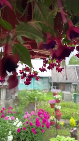 The video displays a close-up of hanging fuchsia flowers with a blurred background of a backyard garden. The flowers are a vibrant pink and purple, with delicate petals and long stamens. The background shows lush green foliage, pink and white peonies, and a few out-of-focus buildings with pitched roofs, suggesting a rural setting. There are also several hanging pots with colorful flowers visible in the mid-ground. The overall impression is one of a serene and blooming garden, likely in a temperate climate, possibly during late spring or summer given the abundance of flowers. The lighting suggests it could be daytime, with soft light filtering through the greenery. The visual focus is on the intricate beauty of the fuchsia blossoms, emphasizing their delicate and pendulous nature.