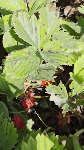 The video shows a close-up view of strawberry plants with green leaves and some red strawberries. The leaves have dark spots, which might indicate a disease or pest issue. The camera pans across the plants, revealing more leaves and strawberries. The environment appears to be an outdoor garden or field, with soil visible beneath the plants.