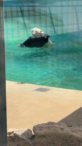 A polar bear is swimming in a pool of clear blue water. The bear is partially submerged, with its back visible above the water's surface. It appears to be moving its head and body, possibly playing or exploring the pool. The water is calm, with some ripples around the bear. In the background, a large glass enclosure can be seen, suggesting the scene takes place in a zoo or aquarium. The sunlight illuminates the water, creating a bright and inviting atmosphere. The floor of the enclosure, visible in the foreground, is a light-colored concrete with some rocks.