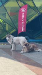 Two Alaskan Malamutes rest on Da Lat sidewalk