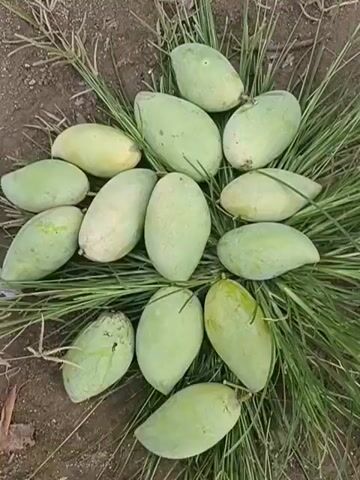 This is a close-up aerial shot of a collection of unripe green mangoes arranged on the ground amongst blades of grass. The mangoes are oval-shaped and vary slightly in size and shade of green, with some showing hints of yellowing. They are clustered together in a circular pattern, with some overlapping. The background consists of dark soil and dry grass, suggesting an outdoor, possibly rural setting. The lighting appears to be natural daylight, casting no harsh shadows, which could indicate an overcast day or diffused sunlight. There are no people visible in the frame, and the focus is entirely on the fruit. The arrangement of the mangoes and the presence of grass suggest they may have been freshly harvested or are part of a display. The overall impression is one of natural abundance and simplicity. The text "00:00" is visible in the upper left corner of the image, likely indicating a timestamp from a video recording.
