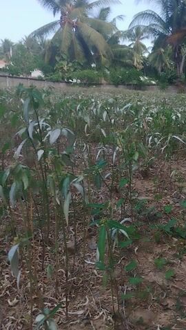 This is a video file of an outdoor scene, likely a garden or field, in Tilamuta, Indonesia. The foreground is dominated by numerous plants with green and pale green leaves. The plants are dense, creating a somewhat overgrown appearance. The ground is a mix of soil and dried leaves.

In the background, a wall or fence runs horizontally across the frame. Beyond the wall, several tall palm trees are visible, their fronds swaying gently, suggesting a tropical environment. The sky above is a soft, diffused light, indicating it is likely early morning or late afternoon, possibly during an overcast period or just after sunrise/before sunset. There are hints of structures or buildings peeking through the palm trees, including a red-tiled roof.

The camera movement is unsteady, as if being handheld and possibly moving through the plants. At one point in the video, a small, grey and white creature, possibly a cat or a small wild animal, darts quickly through the dense foliage, creating a brief moment of action and blur in the footage. The overall mood of the video is natural and serene, capturing a slice of rural or semi-rural life in Indonesia. There is no visible text in the media file.