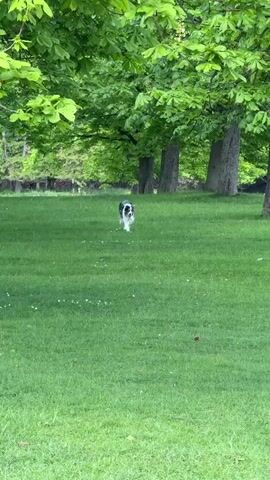 A black, white, and tan dog, possibly an Australian Shepherd or Border Collie, runs towards the camera across a lush green grassy field. The dog is carrying a small blue ball in its mouth. In the background, several large trees with vibrant green leaves line the edge of the field. The scene appears to be a park or open green space on a bright day.