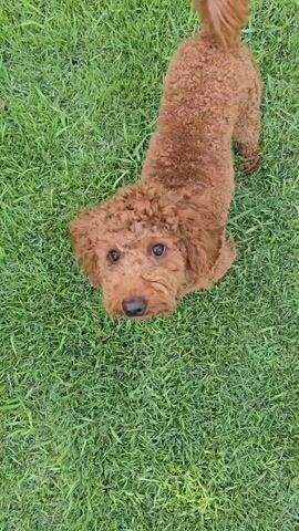A brown poodle dog stands on a bright green lawn. The camera is pointed downwards at the dog, providing an overhead view. The dog's fur is curly, and it has floppy ears. In some frames, the dog appears to be looking directly at the camera with its mouth open, as if panting or smiling. In other frames, the dog is in motion, with its head blurred due to movement. The dog's tail is curled upwards. The lawn is well-maintained and appears to be healthy grass. There are no other animals or people visible in the video. The lighting suggests it is daytime, possibly overcast or in a shaded area, as there are no strong shadows.