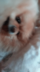 Pomeranian dog playing and resting indoors in Bulgarian towns