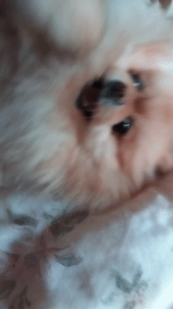 Pomeranian dog playing and resting indoors in Bulgarian towns