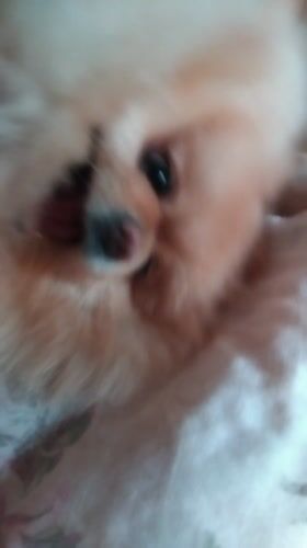 Pomeranian dog playing and resting indoors in Bulgarian towns