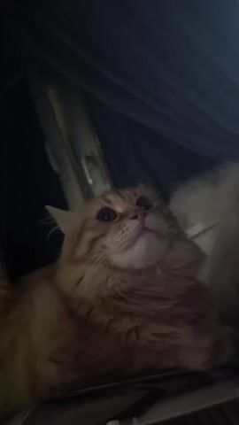 A fluffy orange cat with bright eyes is shown from a low angle in a dimly lit, enclosed space, possibly a box or under a dark curtain. The cat's head is tilted upwards, and its eyes follow something out of frame. In the second frame, the cat closes its eyes as if enjoying a sensation. In the third frame, its eyes open and it squints slightly. In the final frames, the cat's gaze shifts slightly, and it looks directly at the camera with a curious expression.