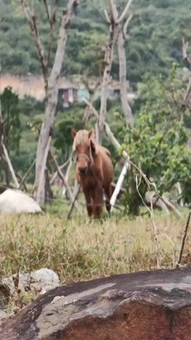 A medium shot depicts a light brown horse in a fenced grassy area. The horse is wearing a rope halter. Behind the horse is a background of trees and greenery, with a building visible on a hillside. The foreground consists of dry grass and a large rock.