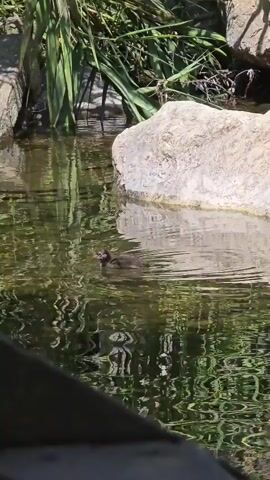 A juvenile bird swims alone in murky water. A larger bird, possibly its parent, with red markings on its head swims nearby. The water is surrounded by rocks and lush green vegetation.