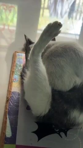 The video shows a gray and white cat lying on its back on a colorful mat. The cat's hind leg is raised in the air, with its paw extended. The cat appears to be grooming itself or stretching. The environment appears to be indoors, with a window and a door visible in the background.