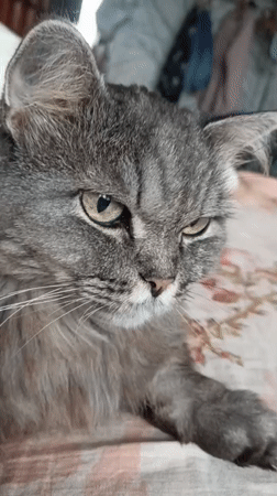 Gray cat relaxes indoors, investigates windowsill flowers in Novosibirsk