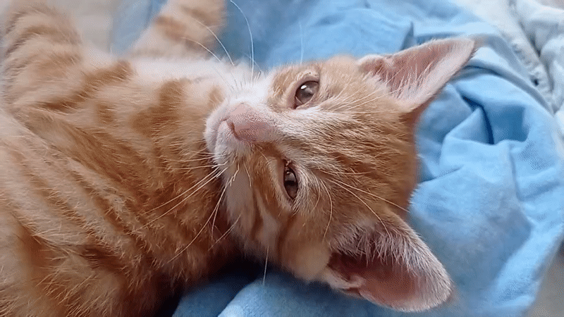 Orange tabby kitten relaxes on a blue blanket in Russia