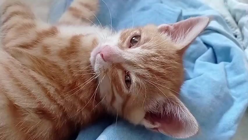 A close-up, eye-level shot shows an orange tabby kitten lying on its back on a soft blue fabric, possibly a blanket or bedsheet. The kitten is positioned diagonally from the lower left to the upper right of the frame. Its body is relaxed, with its limbs slightly spread. The kitten’s head is tilted, with its face directed towards the camera. Its eyes are open and appear to be a light brown or hazel color. The kitten’s ears are prominent and have a pink interior. Its nose is also pink. The fur is short and exhibits the characteristic tabby stripes in varying shades of orange and cream. In one frame, the kitten’s tongue briefly protrudes from its mouth, suggesting it may be licking its nose or mouth. The lighting appears to be natural and soft, illuminating the kitten and the blue fabric. The background consists of the blue fabric and some lighter colored fabric, possibly part of the same bedding. The overall impression is one of a relaxed and comfortable kitten.