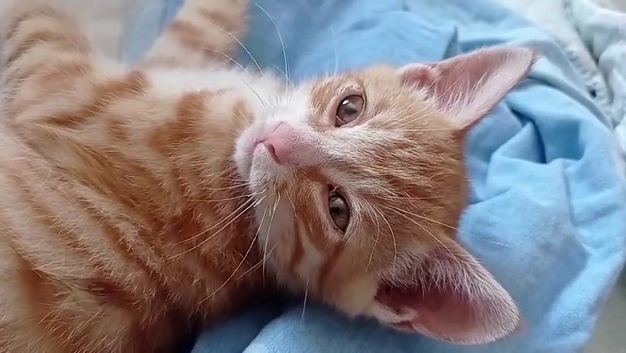 Orange tabby kitten relaxes on a blue blanket in Russia