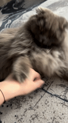 Gray cat plays and gets petted in Tyumen home