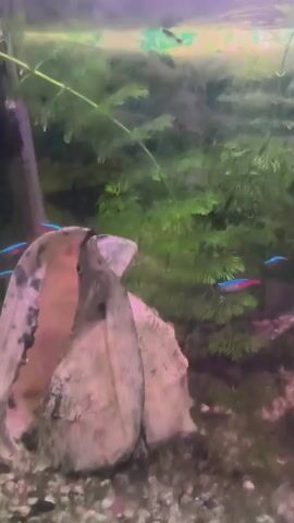 The video shows an aquarium scene. In the foreground, on the left, is a large, light-colored shell with pinkish and gray tones. To the right of the shell and further back, lush green aquatic plants fill the frame. Several small, brightly colored fish, primarily blue and red neon tetras, are visible swimming among the plants. The water appears slightly murky, and the lighting creates a diffused, underwater atmosphere. The camera is positioned at eye level with the aquarium.