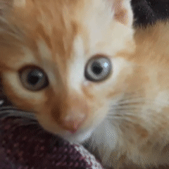 Lazy morning at home: kittens, a Frenchie, and random snapshots