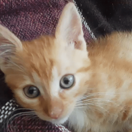 Lazy morning at home: kittens, a Frenchie, and random snapshots