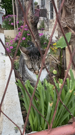 Quiet afternoon moments documented in Bar, Montenegro