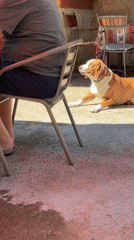 Casual patio gathering with beagle, garden display in Montenegro