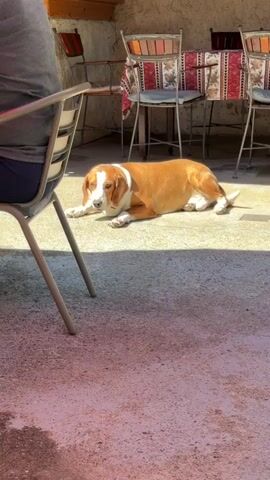 A static shot shows a scene on a partially shaded patio, focusing on the lower half of people seated at a table covered with a patterned red tablecloth. A brown-and-white beagle lays on the concrete patio at the beginning of the clip, before standing up and walking toward the table. The camera then shifts to show a cat curled up in the chair beneath one of the people seated at the table. A person in green shoes sits in a chair next to the cat, and another person wearing gray shorts and gray flip flops sits in the other chair. The environment suggests an outdoor dining area.